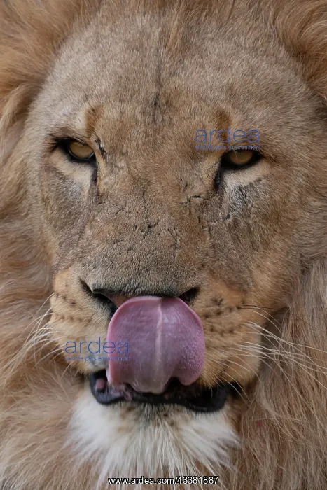 : African lion (Panthera leo) adult male animal licking its no : African lion (Panthera leo) adult male animal licking its no