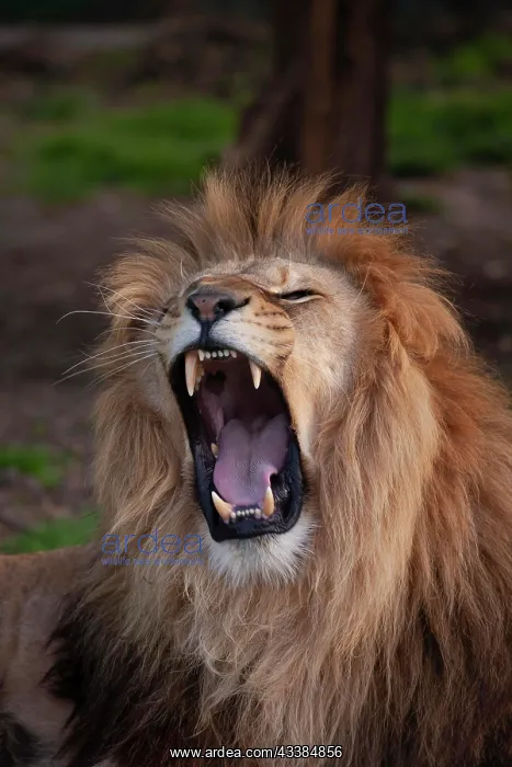 : African lion (Panthera leo) adult male animal roaring : African lion (Panthera leo) adult male animal roaring