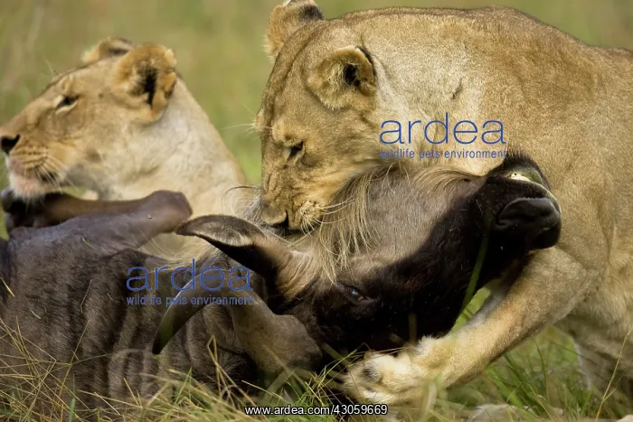 : African Lion, Panthera leo, choking a gnu : African Lion, Panthera leo, choking a gnu