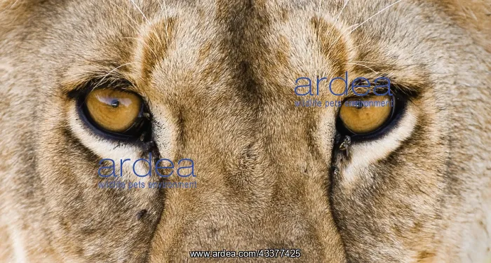  : African lion (Panthera leo) close-up of eyes with