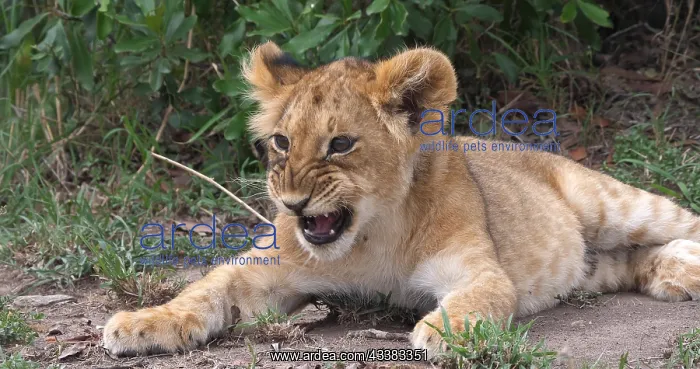 : African Lion (panthera leo), Cub in the Bush, Ma : African Lion (panthera leo), Cub in the Bush, Ma