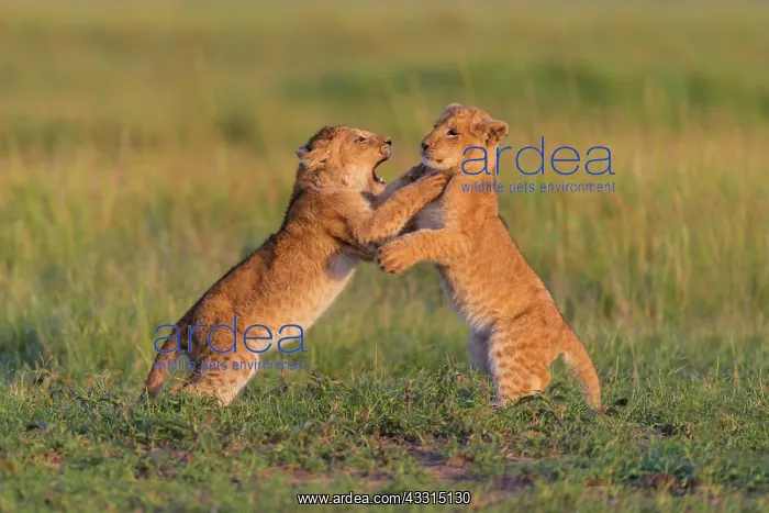 : African lion (Panthera Leo), two cub fighting, Masai : African lion (Panthera Leo), two cub fighting, Masai