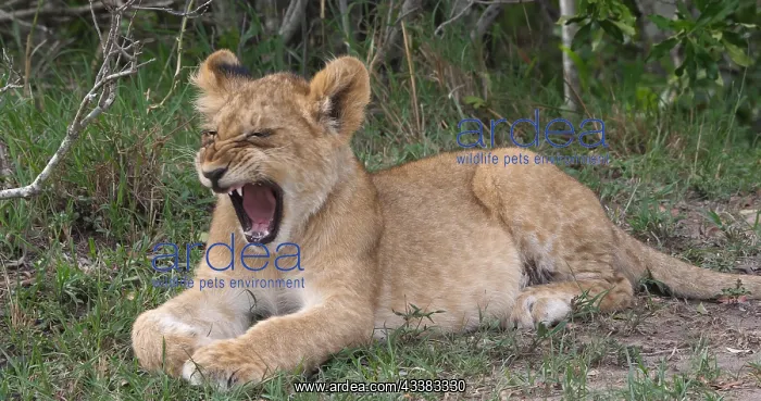 : African Lion (panthera leo), cub Yawning, Masai : African Lion (panthera leo), cub Yawning, Masai