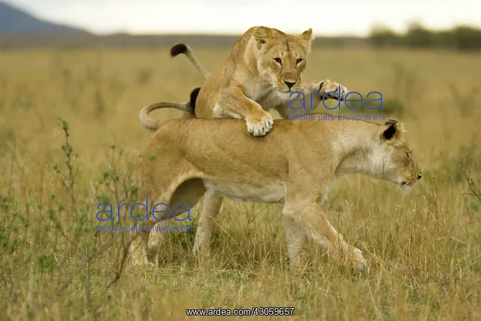 : African Lion, Panthera leo, cubs playing : African Lion, Panthera leo, cubs playing