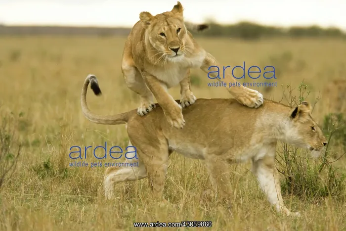 : African Lion, Panthera leo, cubs playing : African Lion, Panthera leo, cubs playing