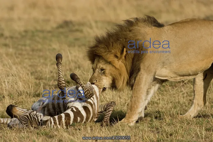 : African Lion, Panthera leo, dragging zebra : African Lion, Panthera leo, dragging zebra