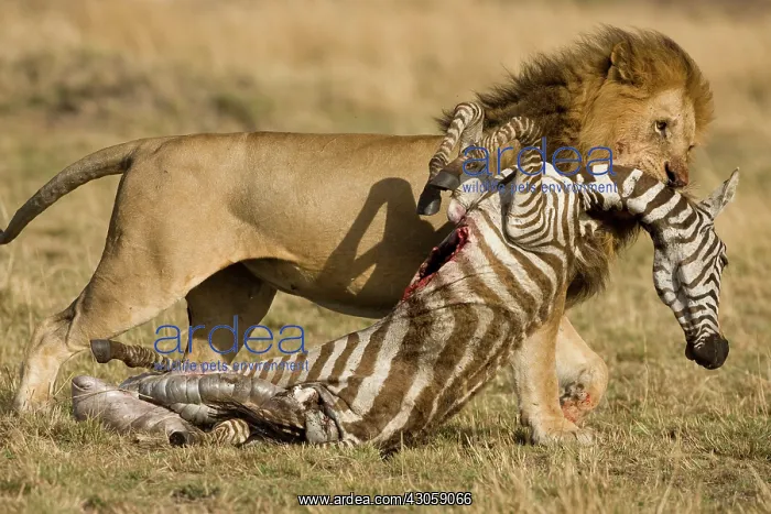 : African Lion, Panthera leo, dragging zebra : African Lion, Panthera leo, dragging zebra