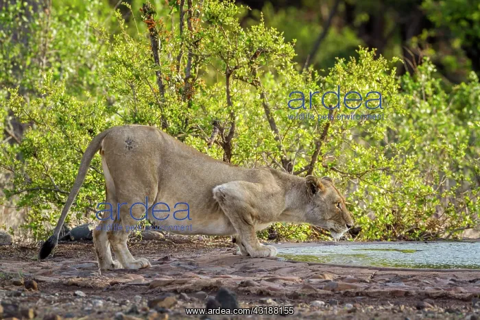 : African lion (Panthera leo) drinking, Kruger National : African lion (Panthera leo) drinking, Kruger National