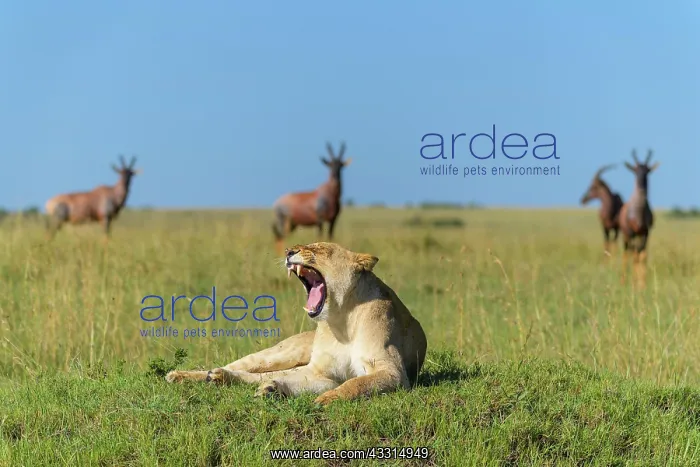 : African lion (Panthera Leo), female with Topi (Damaliscus : African lion (Panthera Leo), female with Topi (Damaliscus