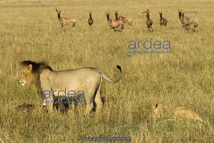 : African Lion, Panthera leo, with a gnu kill : African Lion, Panthera leo, with a gnu kill