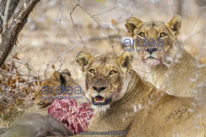 : African lion (Panthera leo) in Kruger National park : African lion (Panthera leo) in Kruger National park