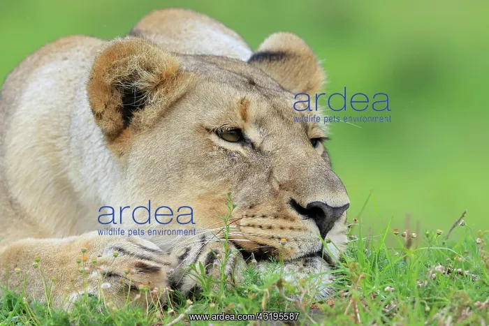 : African lion (Panthera leo), lioness, Kariega Game : African lion (Panthera leo), lioness, Kariega Game