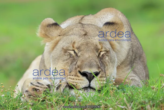 : African lion (Panthera leo), lioness, Kariega Game : African lion (Panthera leo), lioness, Kariega Game
