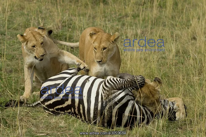 : African Lion, Panthera leo, making a zebra : African Lion, Panthera leo, making a zebra