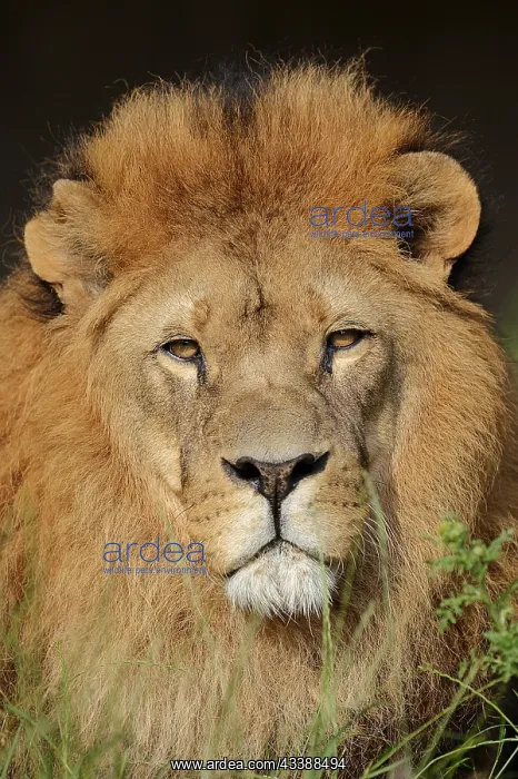 : African lion (Panthera leo), male, portrait, captive : African lion (Panthera leo), male, portrait, captive