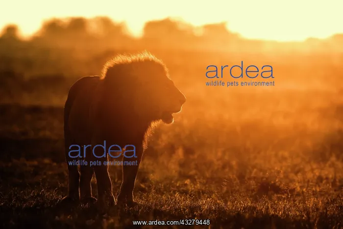 : African lion (Panthera leo), male backlit and silhouetted : African lion (Panthera leo), male backlit and silhouetted