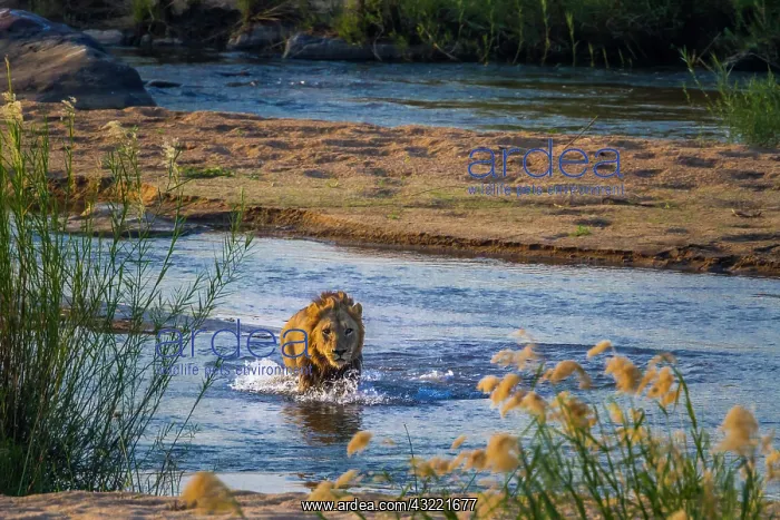 : African lion (Panthera leo) male crossing a river : African lion (Panthera leo) male crossing a river