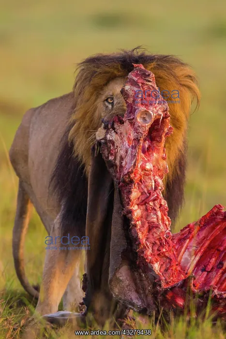 : African lion (Panthera leo), male with an eland : African lion (Panthera leo), male with an eland