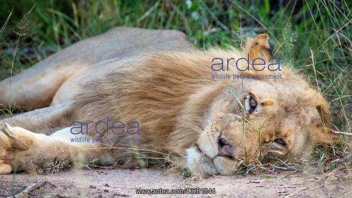 : African Lion (Panthera leo), male, lying on grass : African Lion (Panthera leo), male, lying on grass