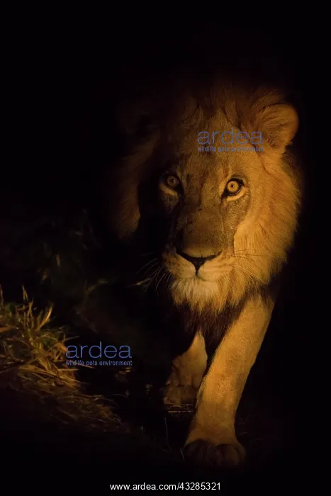 : African lion (Panthera leo), male at night, Okavango : African lion (Panthera leo), male at night, Okavango