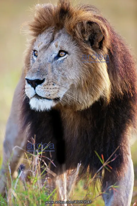 : Lion. African Lion (Panthera leo) male portrait : Lion. African Lion (Panthera leo) male portrait