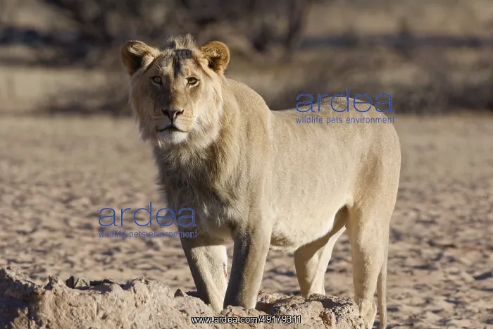 : African lion (Panthera leo), male standing at waterhole : African lion (Panthera leo), male standing at waterhole