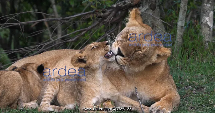 : African Lion (panthera leo), Mother and Cubs, Ma : African Lion (panthera leo), Mother and Cubs, Ma