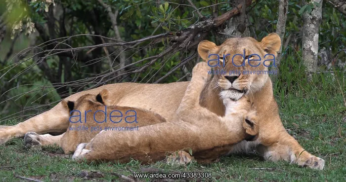 : African Lion (panthera leo), Mother and Cubs, Ma : African Lion (panthera leo), Mother and Cubs, Ma
