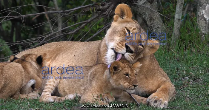 : African Lion (panthera leo), Mother Licking Cub : African Lion (panthera leo), Mother Licking Cub