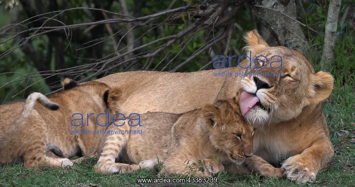 : African Lion (panthera leo), Mother Licking Cub : African Lion (panthera leo), Mother Licking Cub