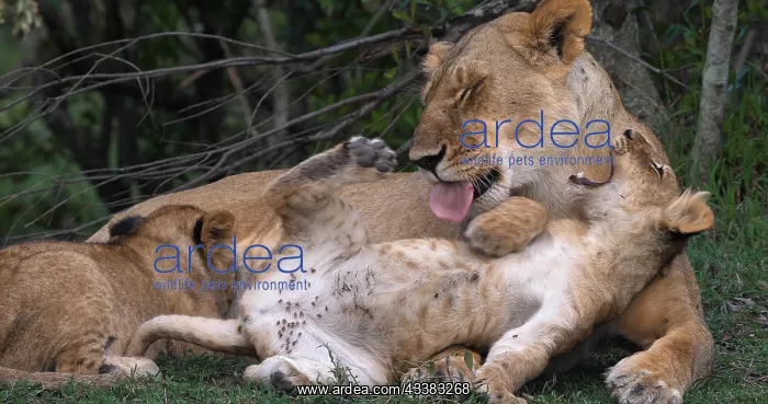 : African Lion (panthera leo), Mother Licking Cub : African Lion (panthera leo), Mother Licking Cub