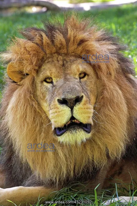 : AFRICAN LION (panthera leo), PORTRAIT OF MALE : AFRICAN LION (panthera leo), PORTRAIT OF MALE