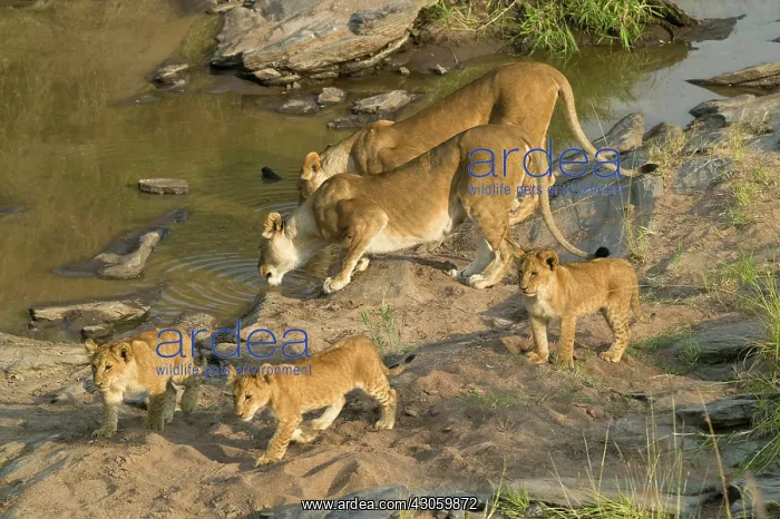 : African Lion, Panthera leo, pride in the : African Lion, Panthera leo, pride in the