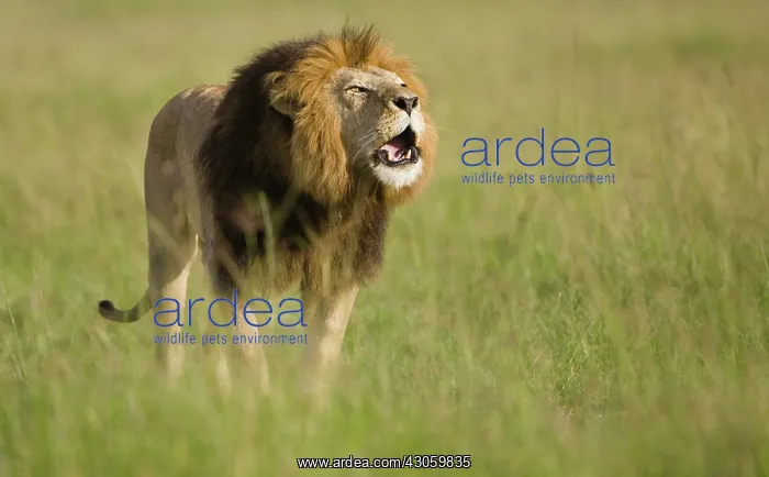 : African Lion, Panthera leo, roaring in the : African Lion, Panthera leo, roaring in the