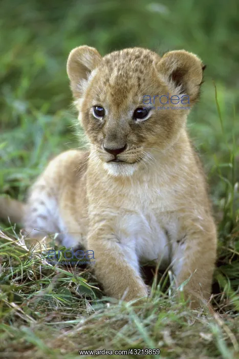 : African lion, (Panthera leo), Tanzania : African lion, (Panthera leo), Tanzania