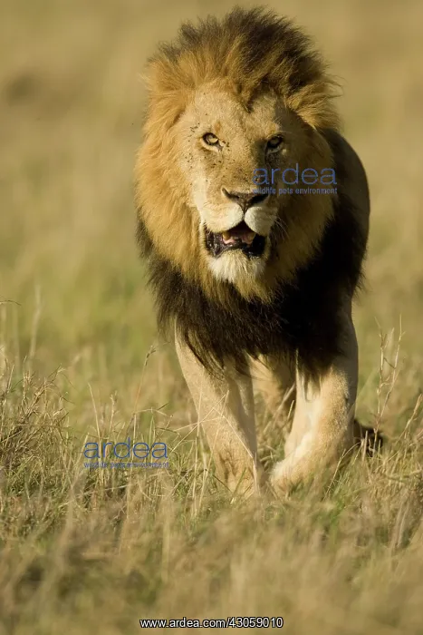  : African Lion, Panthera leo, walking in the