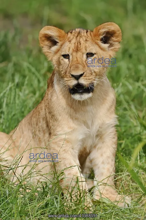 : African lion (Panthera leo), young, captive, occurrence : African lion (Panthera leo), young, captive, occurrence