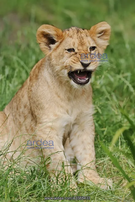 : African lion (Panthera leo), young, captive, occurrence : African lion (Panthera leo), young, captive, occurrence