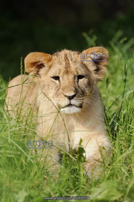 : African lion (Panthera leo), young, captive, occurrence : African lion (Panthera leo), young, captive, occurrence