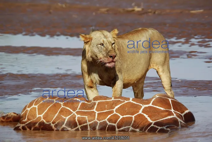 : African Lion (panthera leo), Young Male Eating Reticulated : African Lion (panthera leo), Young Male Eating Reticulated