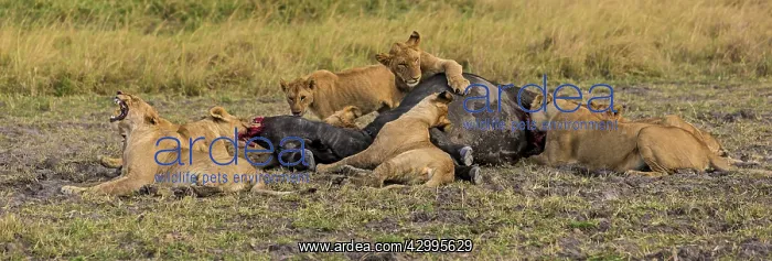 : African Lion pride feasting on buffalo : African Lion pride feasting on buffalo