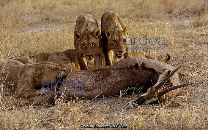 : African Lion pride feeding on a recently : African Lion pride feeding on a recently
