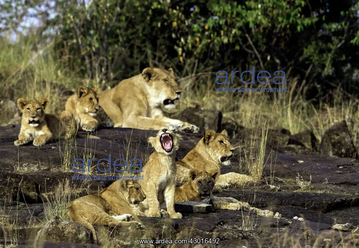  : African Lion pride lying on rocks