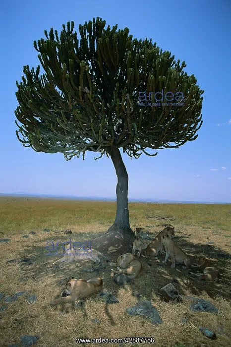  : African Lion - pride under tree