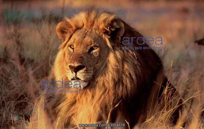 : African Lion scarred pride male awakening at sunset : African Lion scarred pride male awakening at sunset