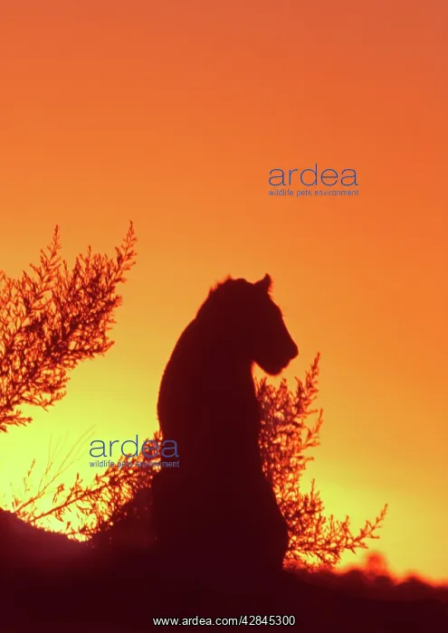 : African Lion silhouette - Lions stir, as the sun : African Lion silhouette - Lions stir, as the sun