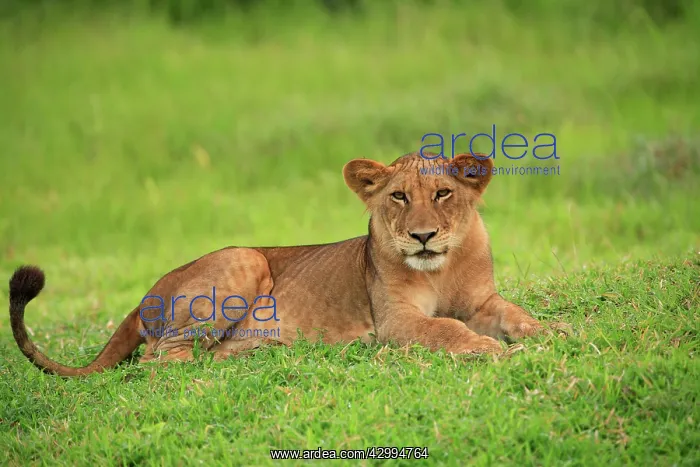 : African Lion - sub adult lion Selous Game Reserve : African Lion - sub adult lion Selous Game Reserve