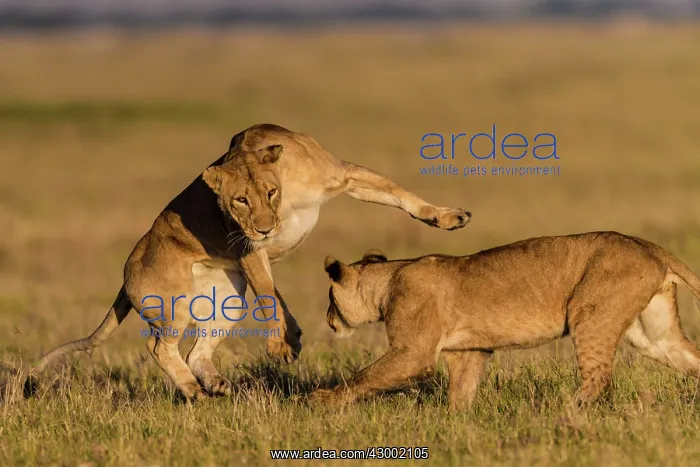  : African Lion subadults playing together