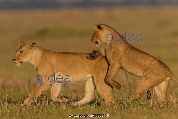 : African Lion subadults playing together : African Lion subadults playing together
