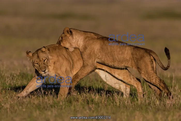 : African Lion subadults playing together : African Lion subadults playing together